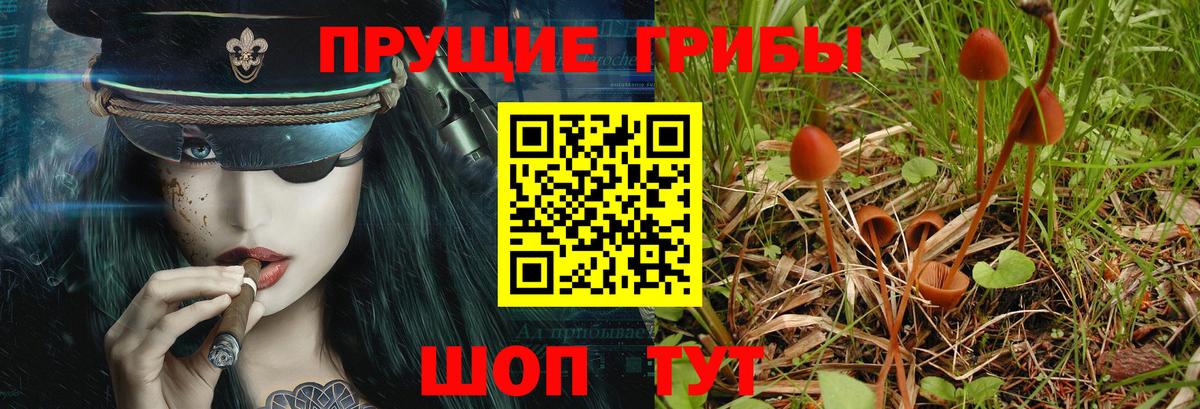 где можно купить   Вход с VPN  Севастополь  Галлюциногенные грибы Psilocybe 